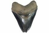 Serrated, Fossil Megalodon Tooth - Georgia #87952-1